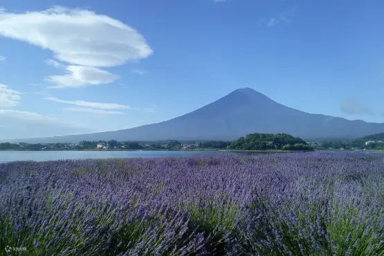 Mt Fuji 5th Station, Kawaguchiko, Gotemba Outlet Mall Tour