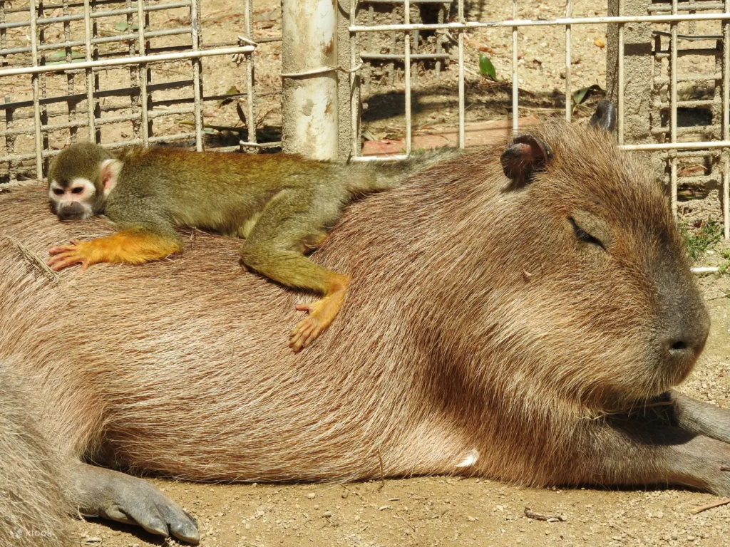 Tobu Zoo