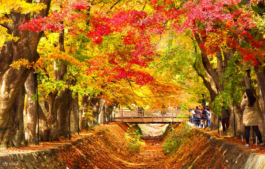 Kawaguchiko Maple Corridor