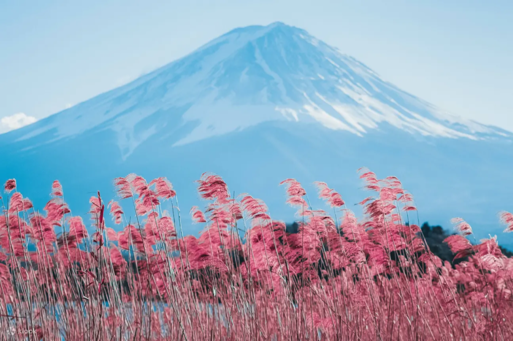 Mount Fuji Popular Instagrammable Sightseeing Tour (from Tokyo)