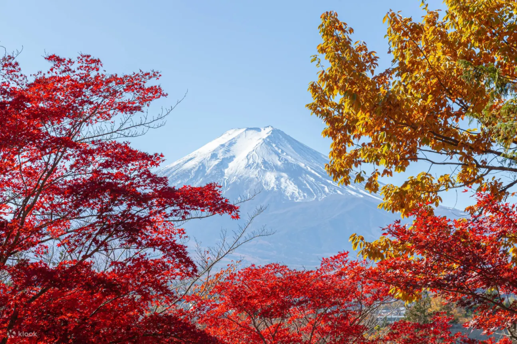 Mount Fuji Popular Instagrammable Sightseeing Tour (from Tokyo)