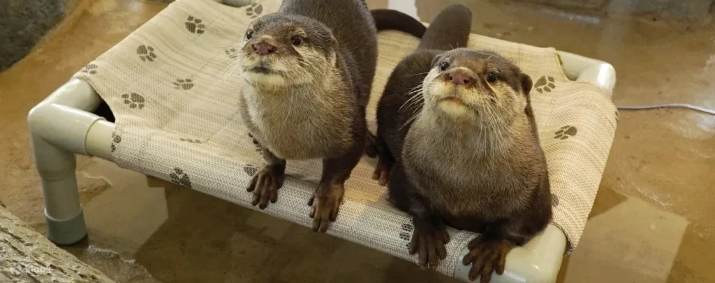 Asian small-clawed otters