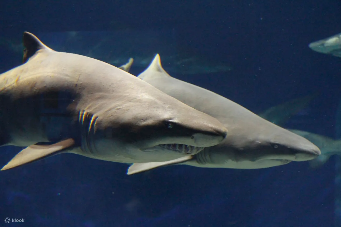 Aqua World Ibaraki Prefectural Oarai Aquarium