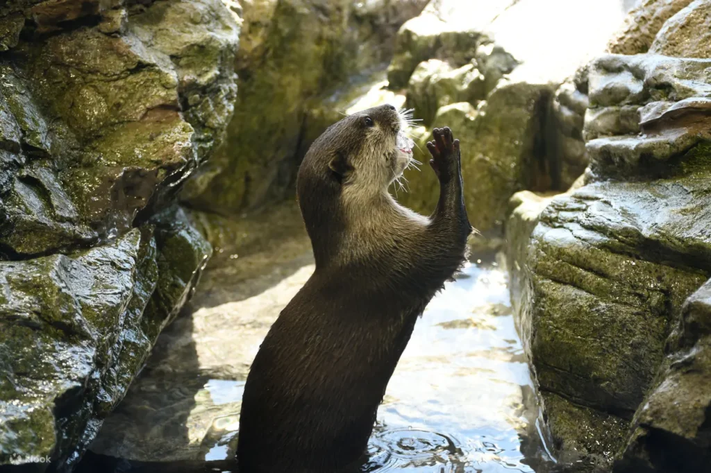 Enoshima Aquarium