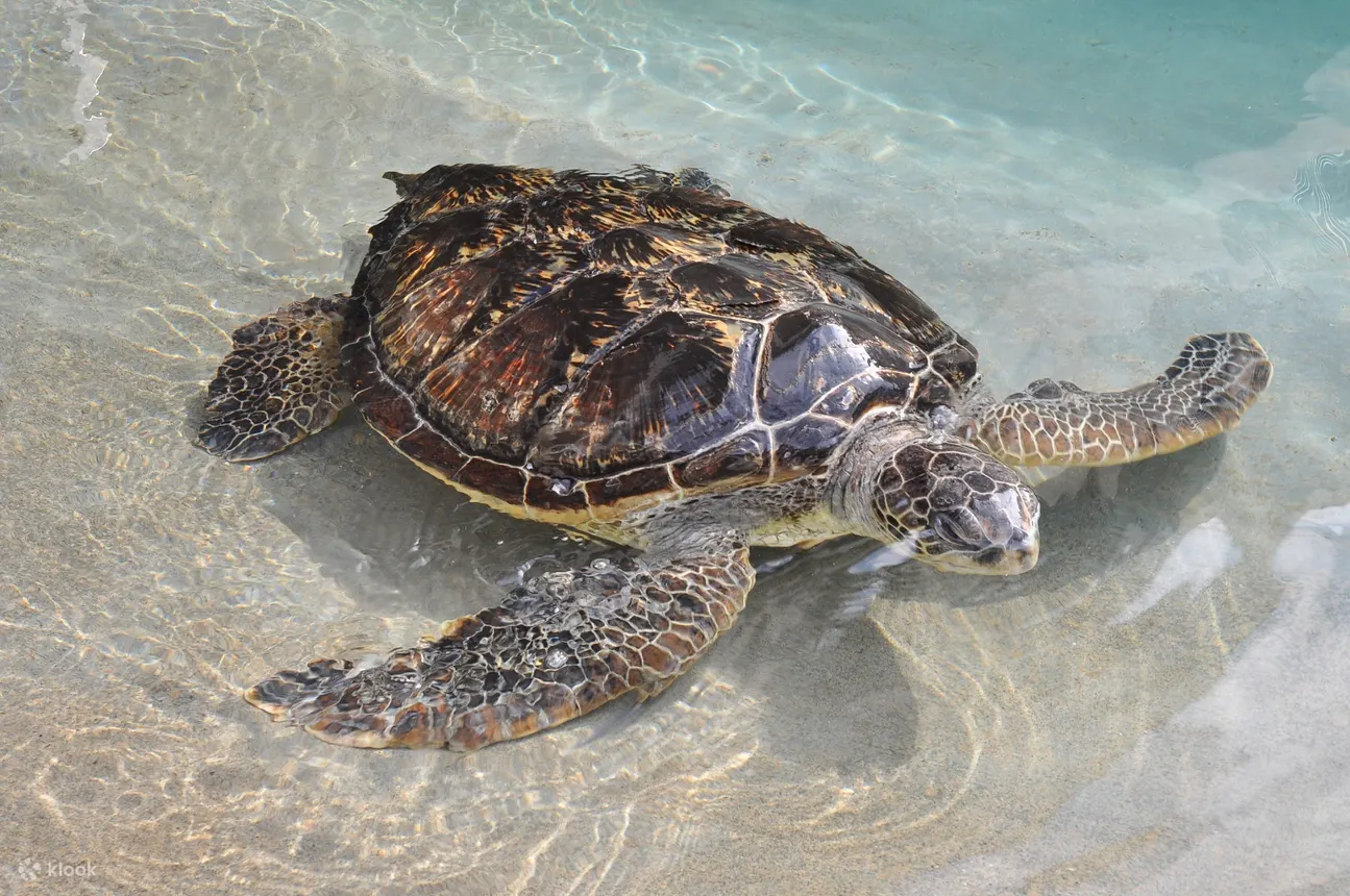 Enoshima Aquarium Enoshima Aquarium