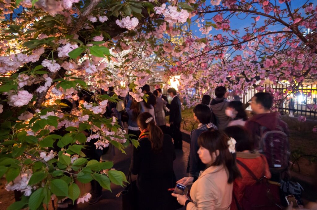 Cherry blossom trees near the Japan Mint in Osaka