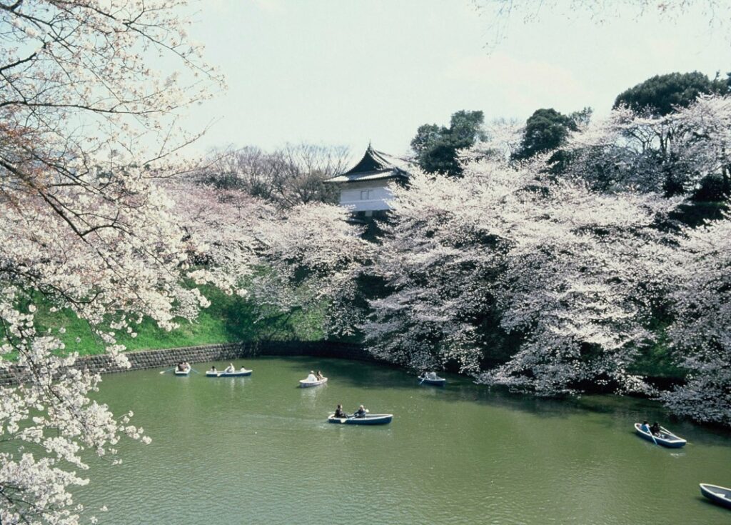 Cherry blossom trees near the Imperial Palace in Tokyo