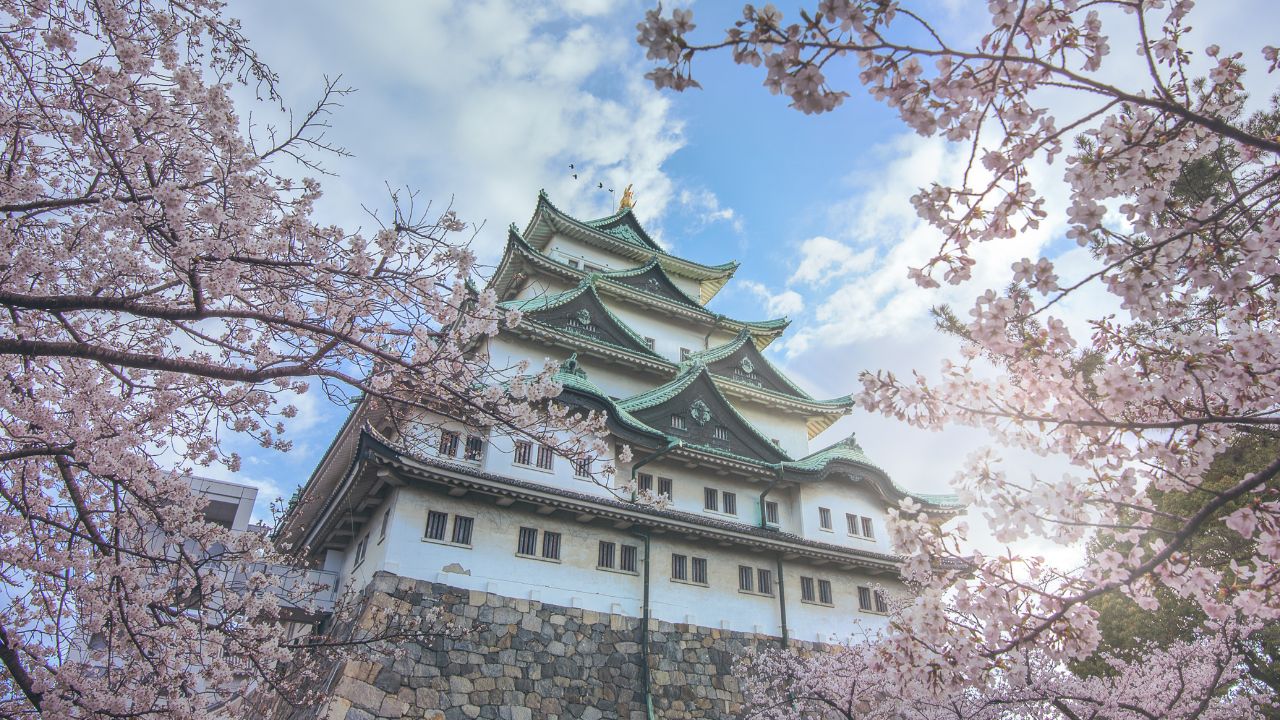 When will cherry blossoms bloom in Nagoya?