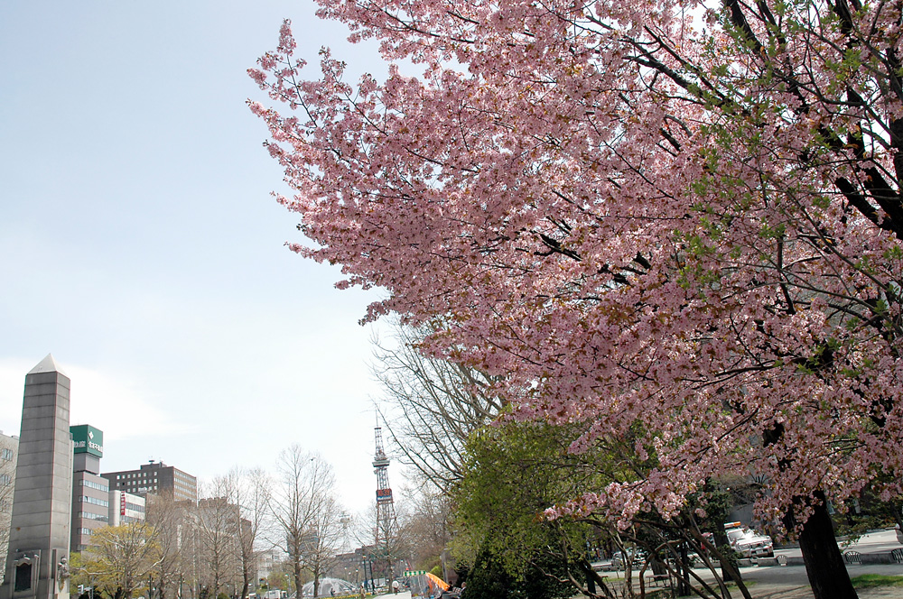 Cherry blossom trees in Odori Park