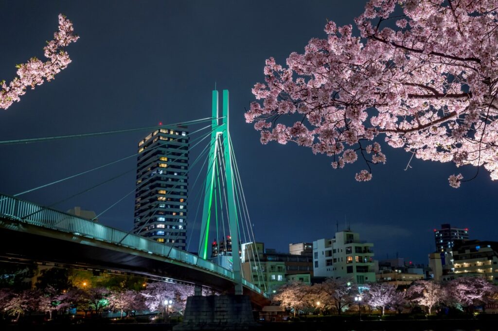 Cherry blossom at night near the Kawasaki Bridge, Osaka