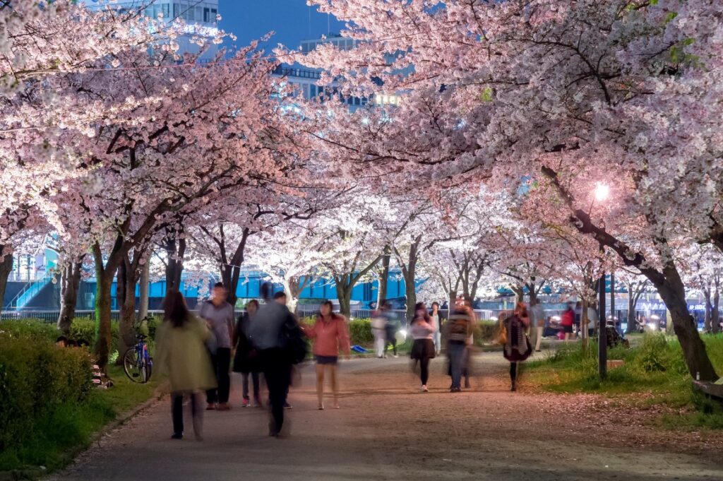 Cherry blossom trees in the grounds of Osaka Castle