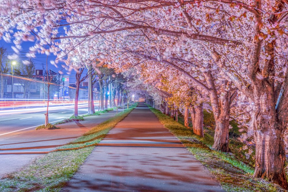 Canopy of cherry blossom trees in Sapporo