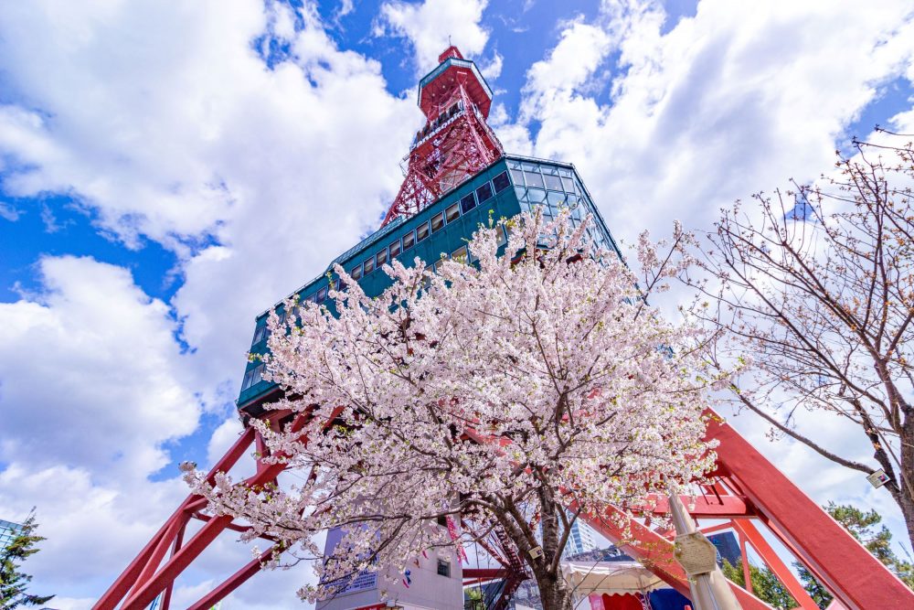 Cherry Blossoms at Sapporo TV Tower