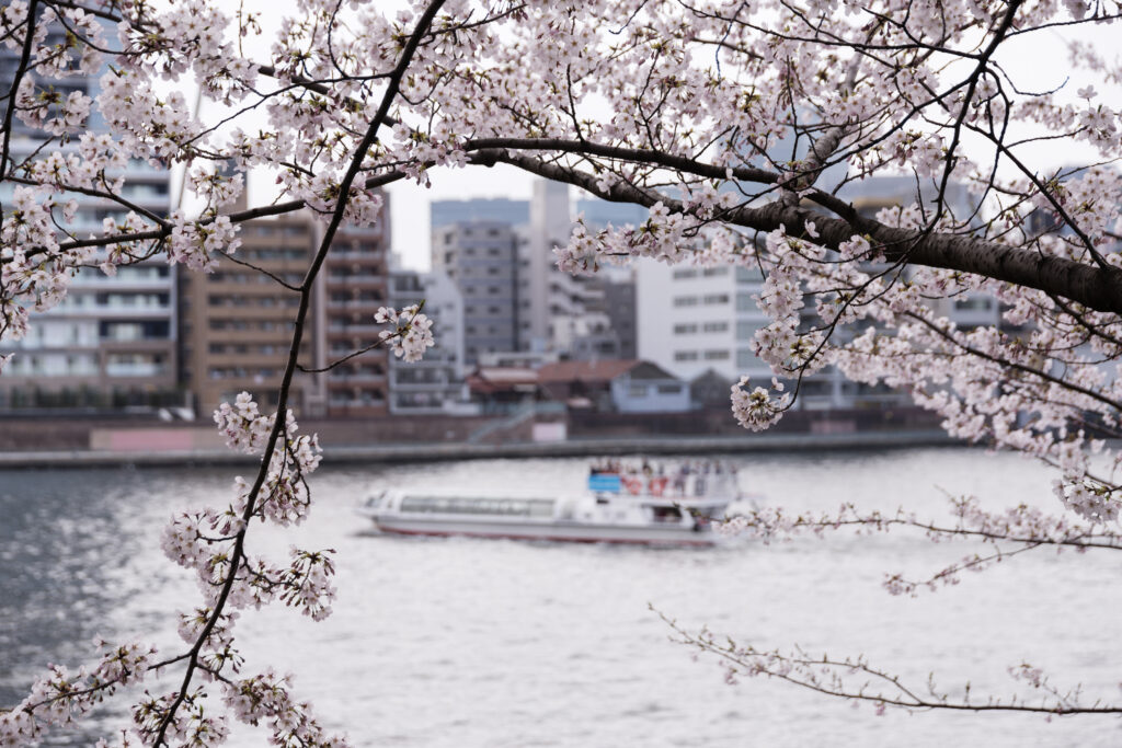 Cherry blossoms bloom along the Sumida River in Tokyo