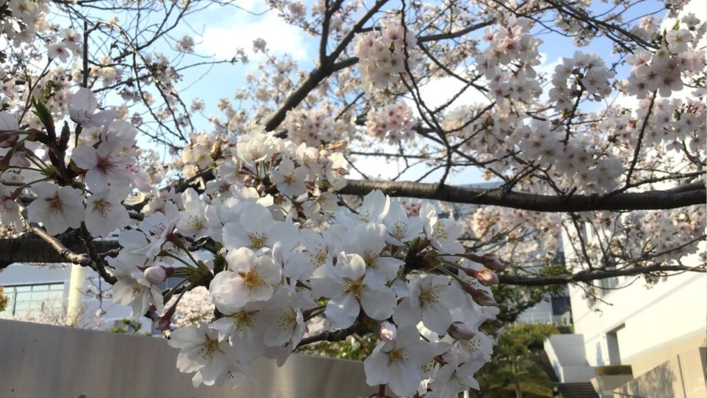 Cherry trees in bloom at Takinomizu Park, Nagoya