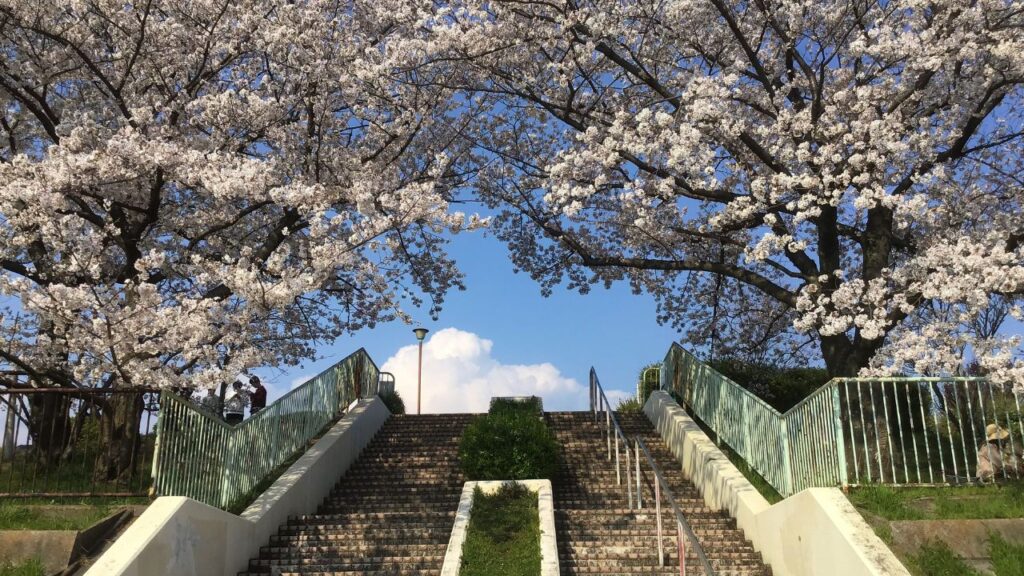 Cherry trees in bloom at Takinomizu Park, Nagoya