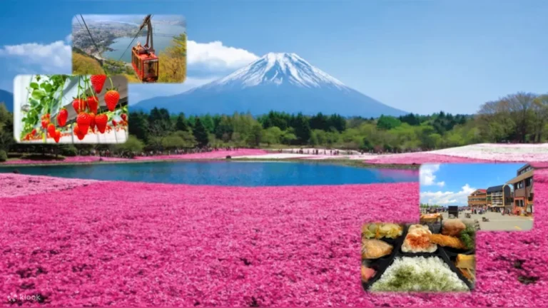 Mt. Fuji Sakura & Ropeway & Fruit Picking Oshino Hakkai from Tokyo