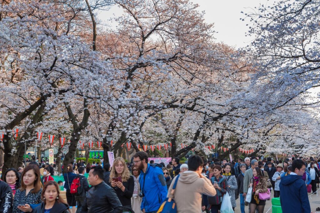 Visitors to Ueno Park enjoying the cherry blossoms