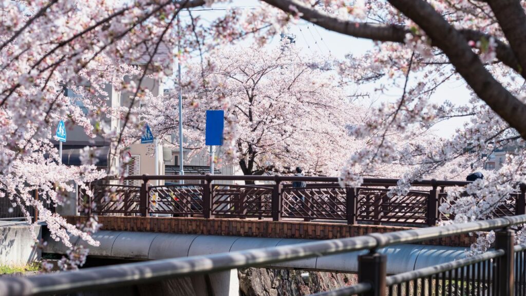 Cherry trees in bloom by the Yamazaki River, Nagoya