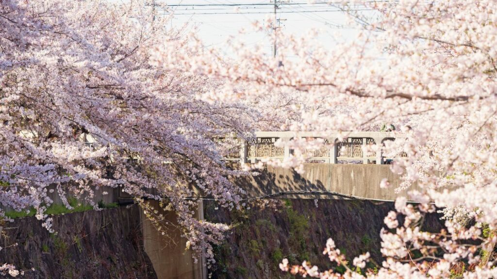 Cherry trees in bloom by the Yamazaki River, Nagoya