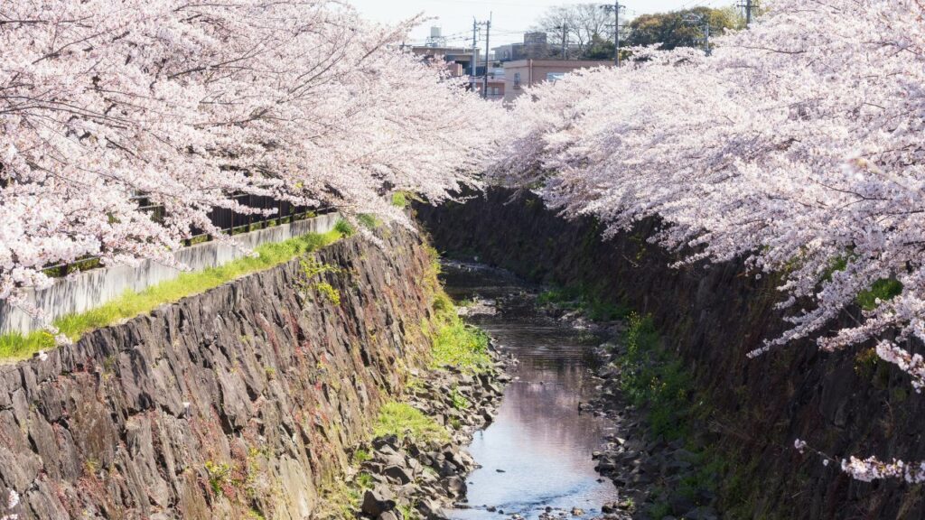 Cherry trees in bloom by the Yamazaki River, Nagoya