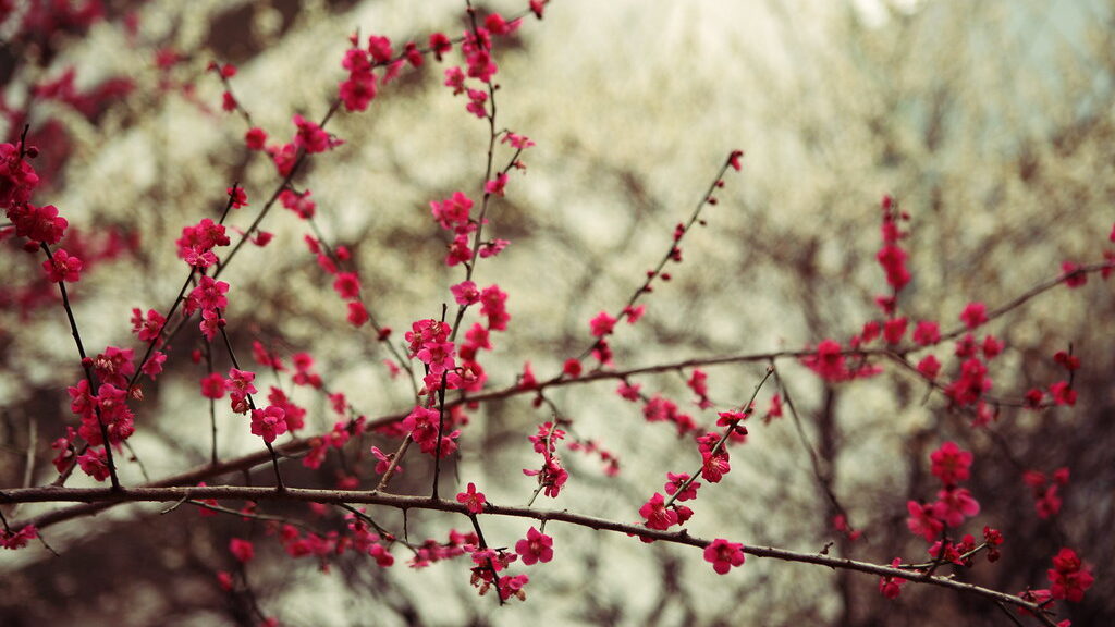 Plum Blossom Festival at Jindai Botanical Gardens