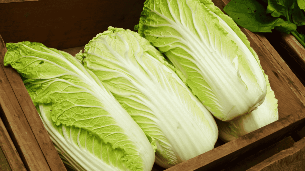 Napa cabbage