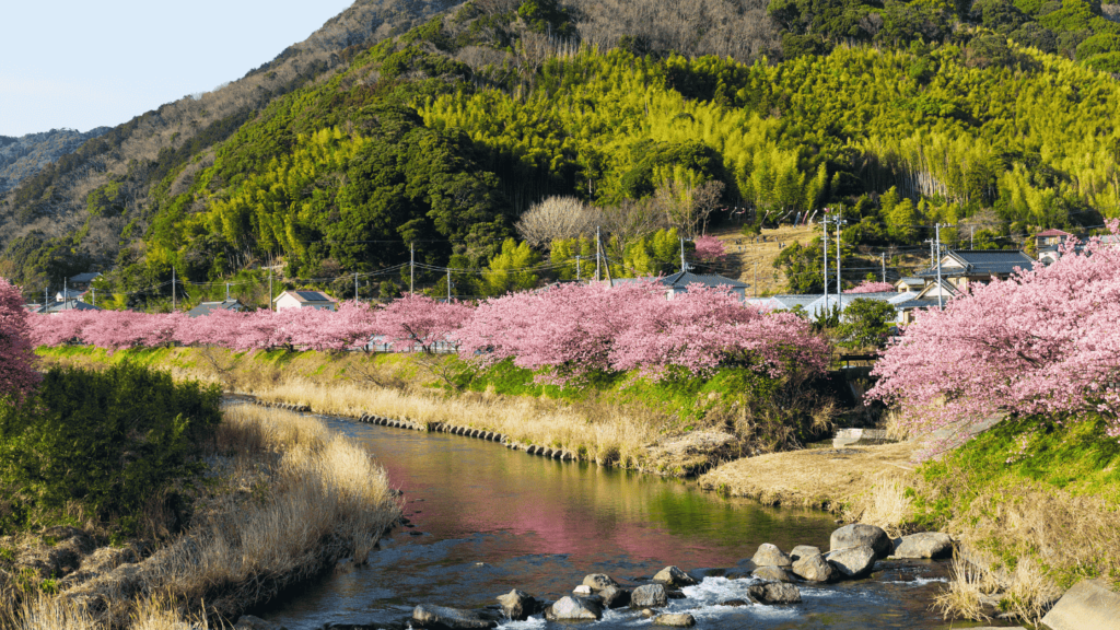 A river in Japan's countryside with cherry blossom trees lining the riverbank