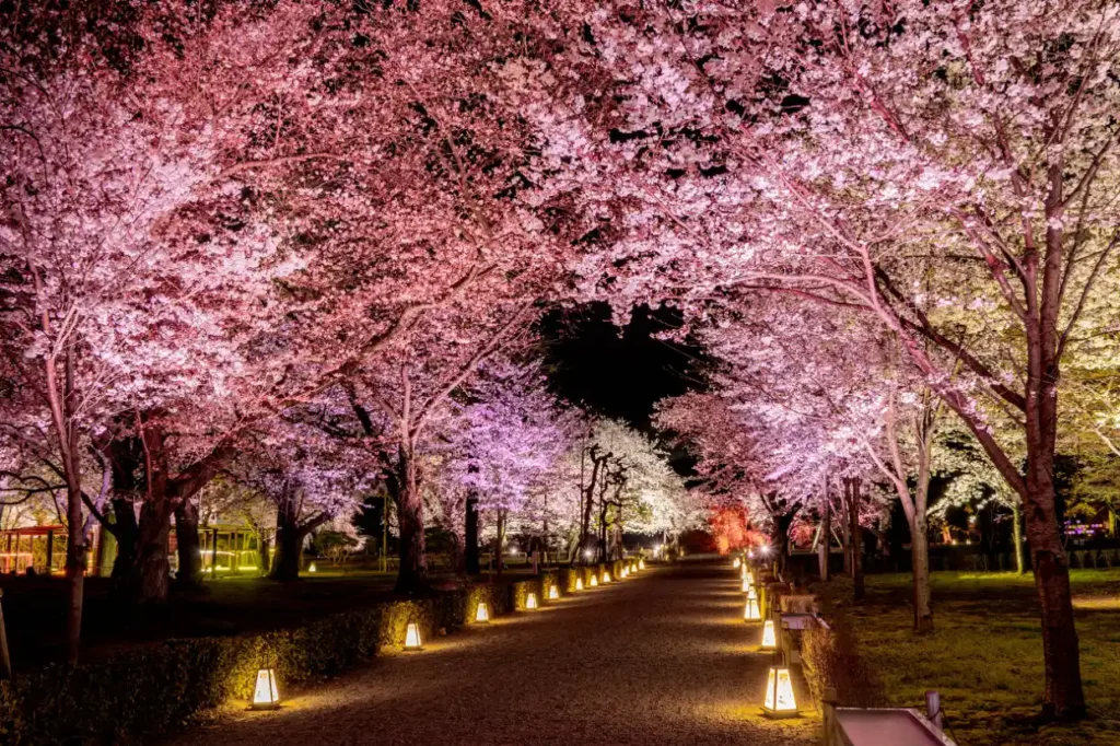 Cherry Blossom Avenue at Nijo Castle