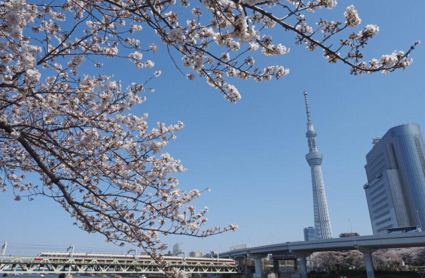Sumida Park Cherry Blossom Festival 1 1