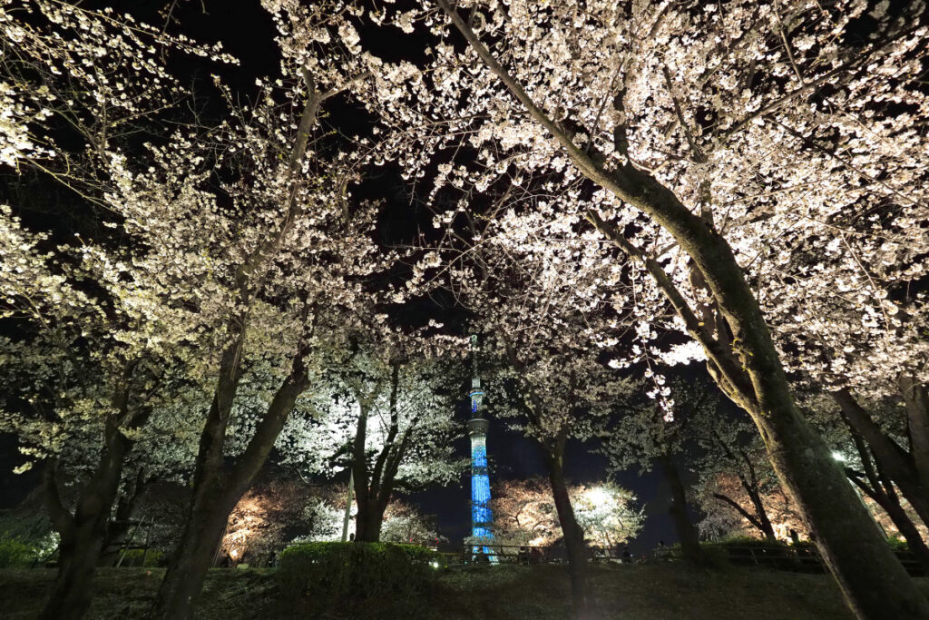 Sumida Park Cherry Blossom Illuminations