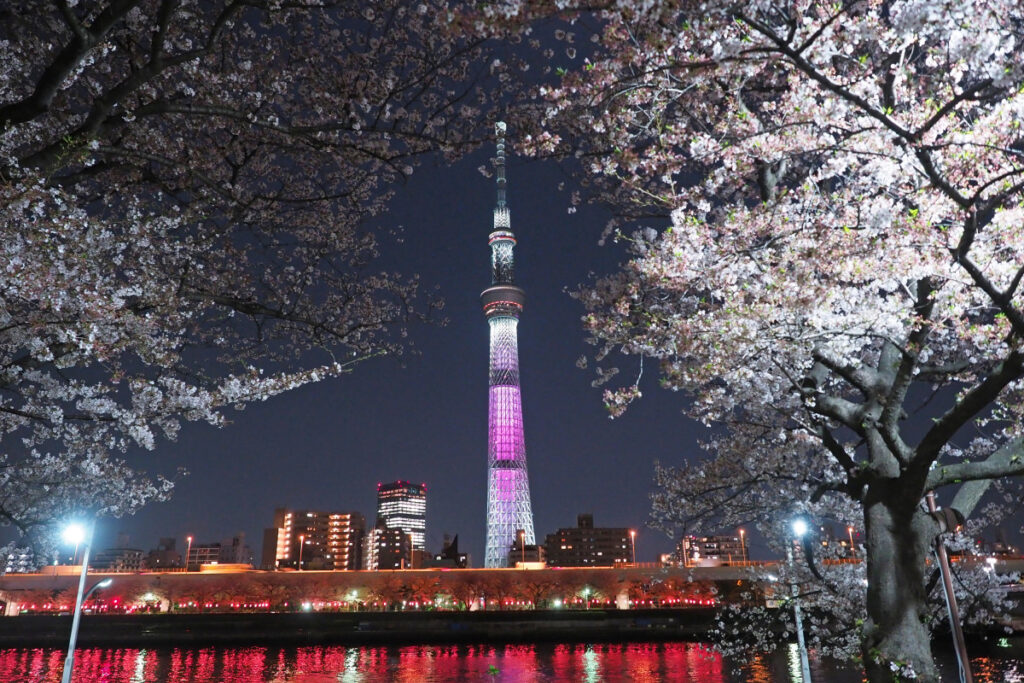 Sumida Park Cherry Blossom Illuminations