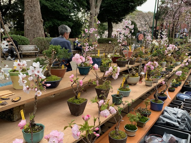 Ueno Cherry Blossom Festival Flower Market