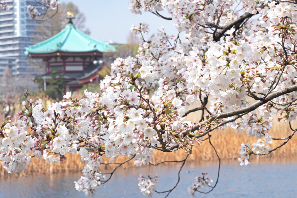 Ueno Cherry Blossom Festival