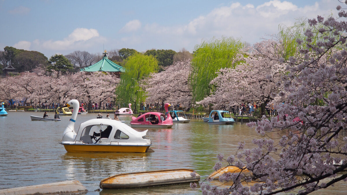 Ueno Cherry Blossom Festival