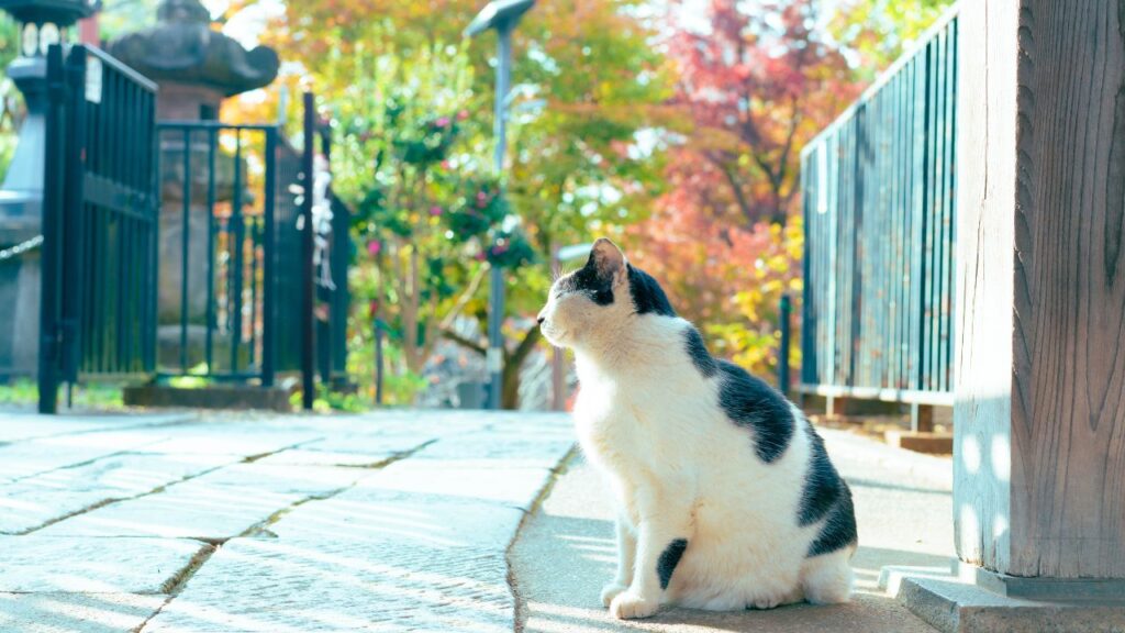 A cat sitting on the path at a Japanese shrine