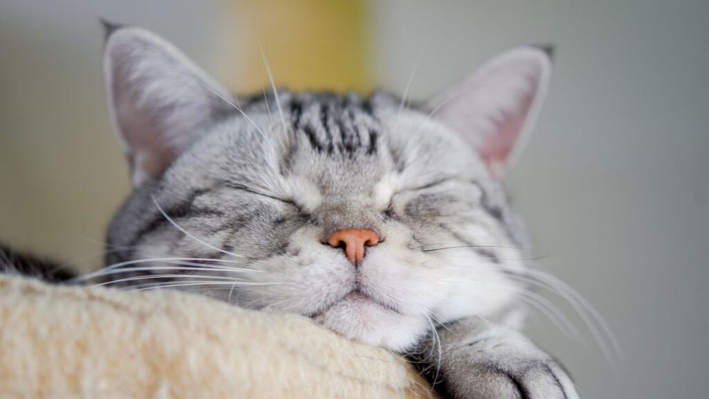 A close up of a sleeping cat