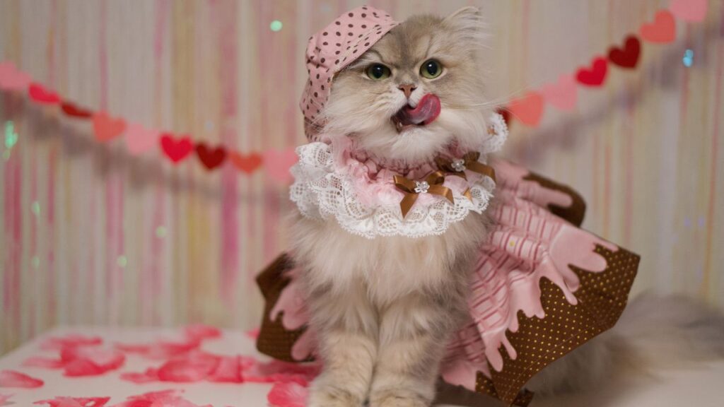 A cat wearing a frilly pink and brown dress