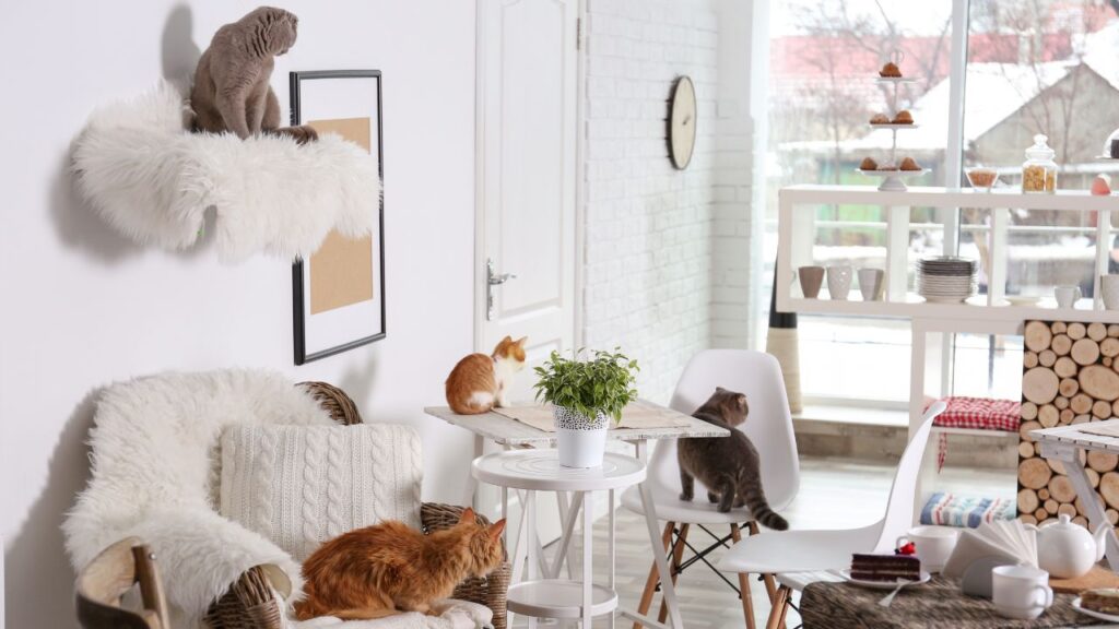 A cafe with several cats on chairs and tables