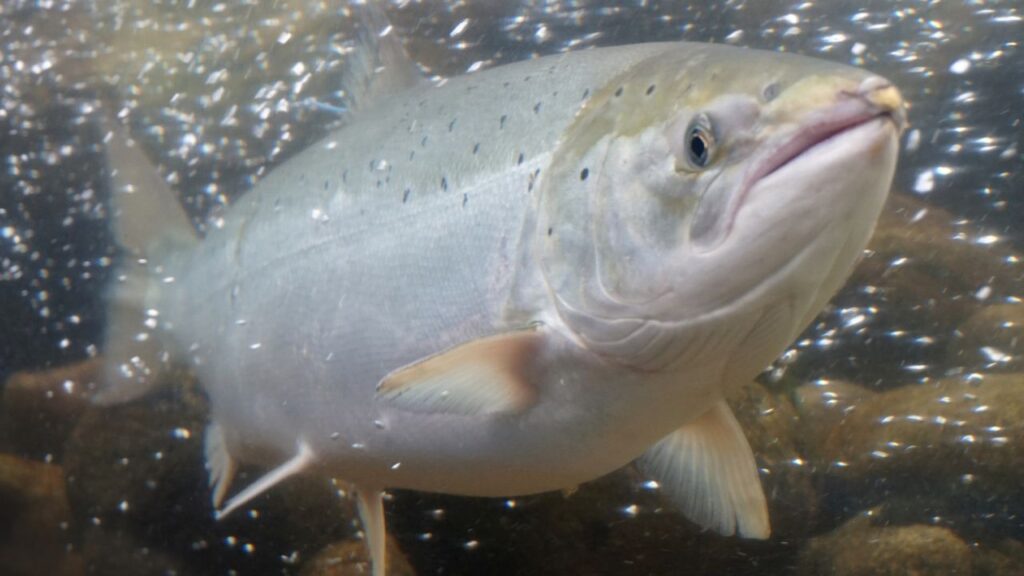 A salmon swimming in water