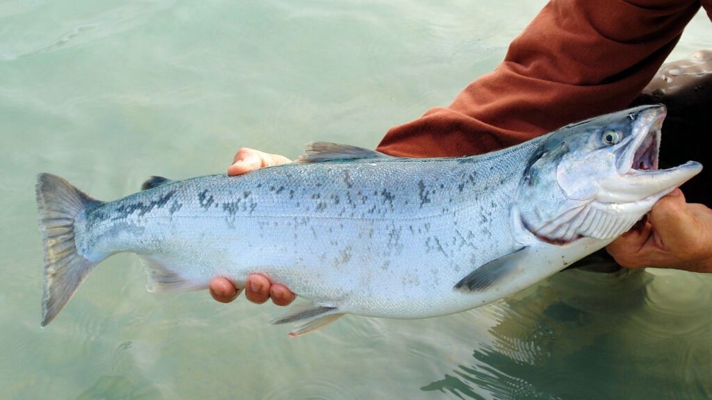 A man holding a salmon