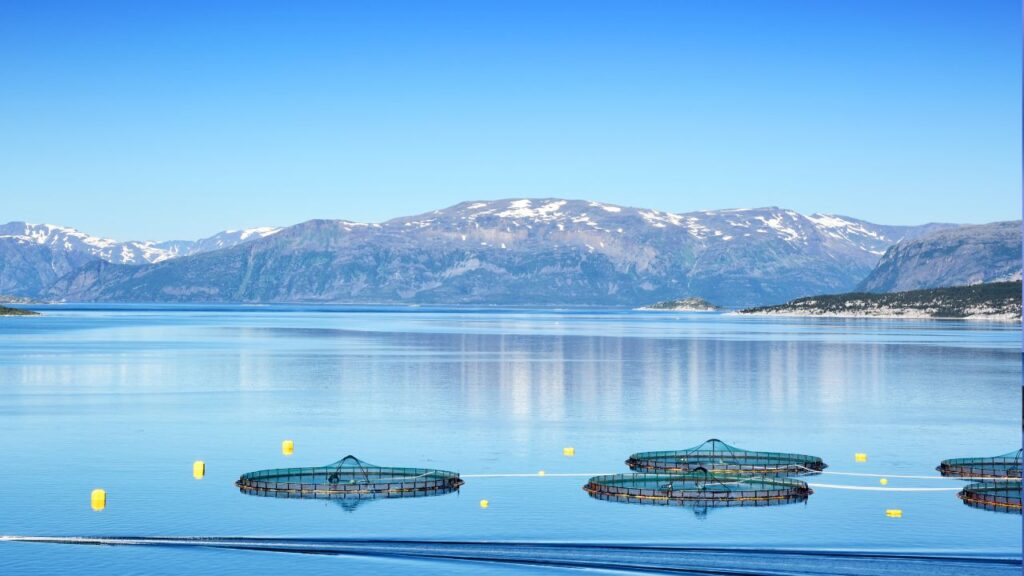 A series of aquaculture pens in a bay where salmon are being farmed