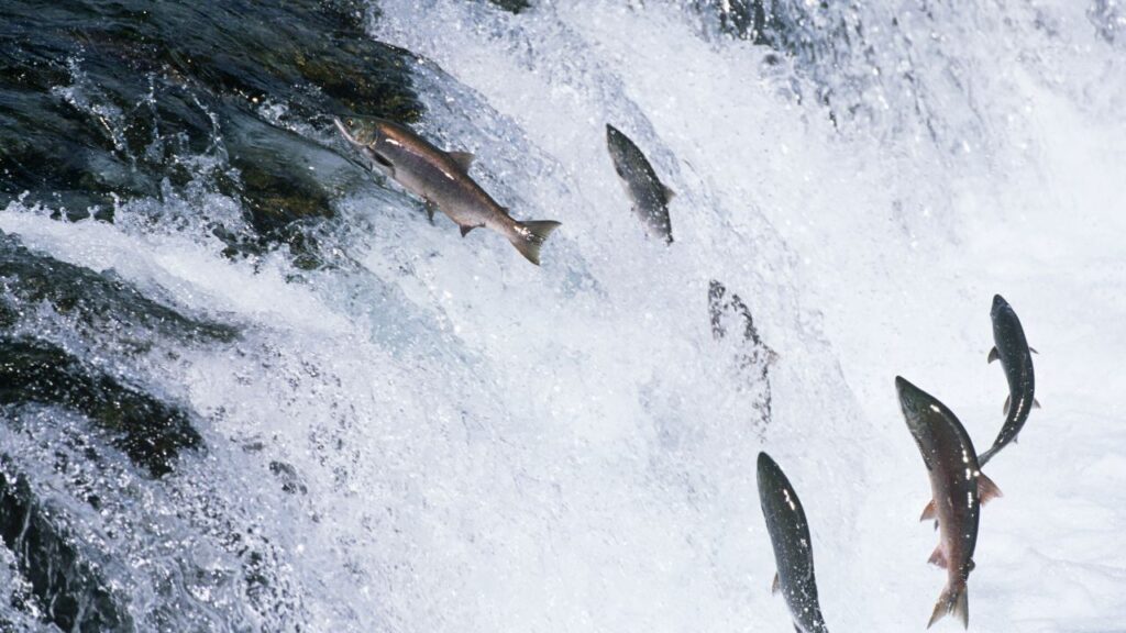 Salmon swimming upstream