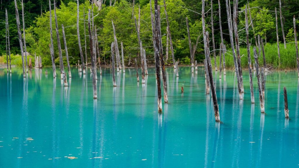 The color of the Shirogane Blue Pond is not natural