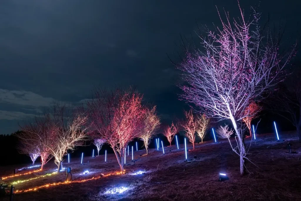 An illuminated forest