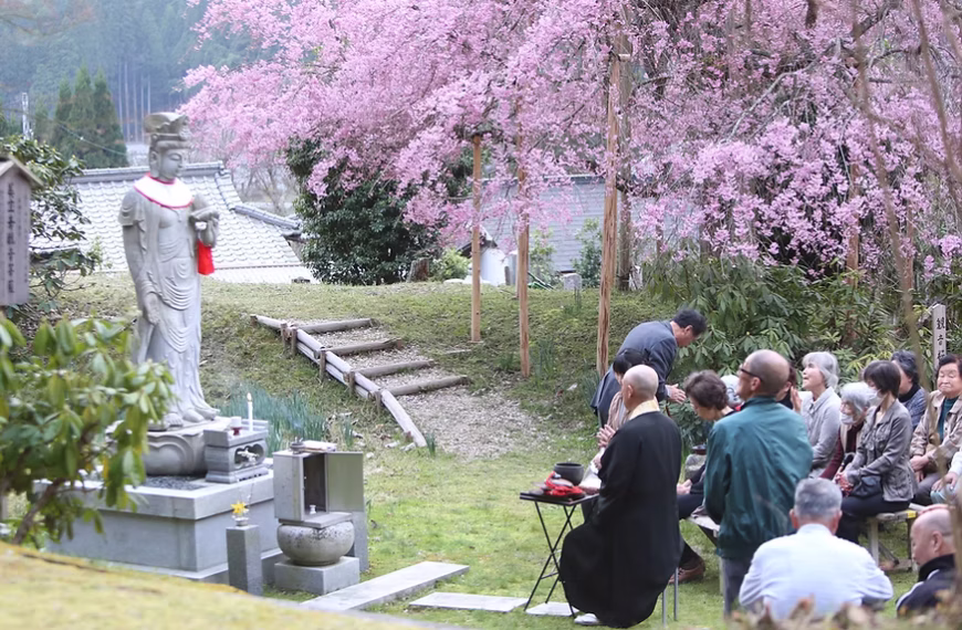 Kahoen Cherry Blossom