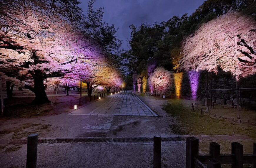 Wakayama City sakura 5