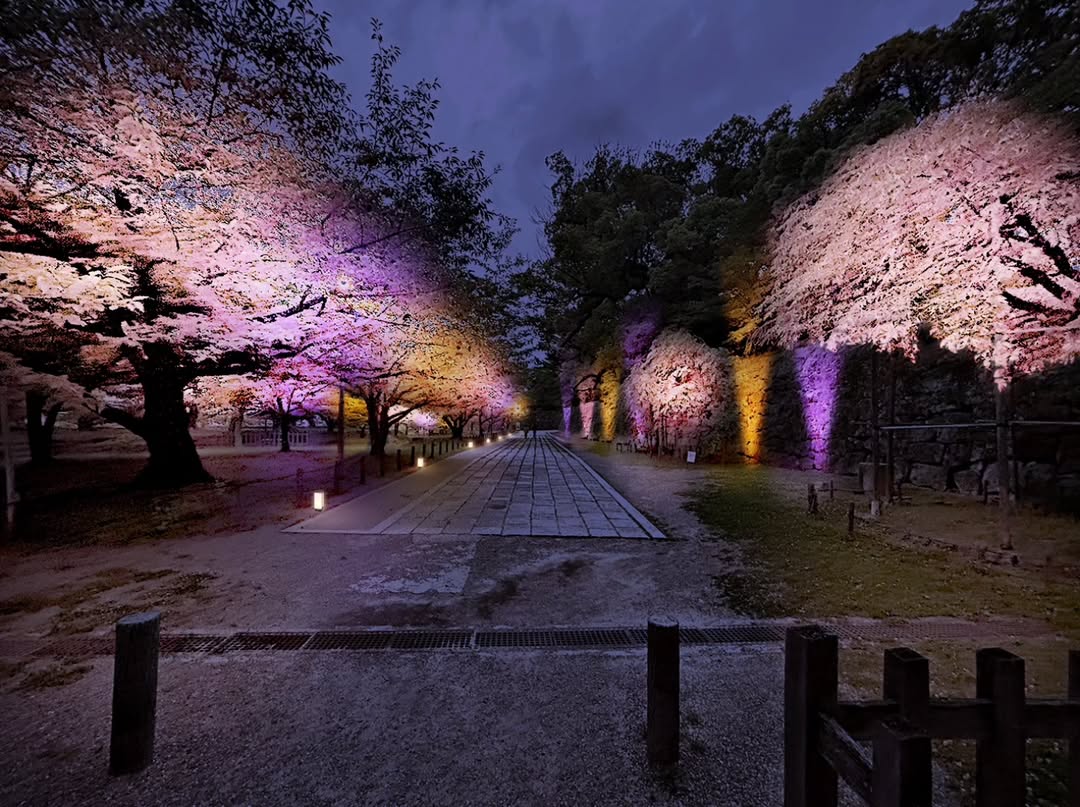 Wakayama City sakura 5