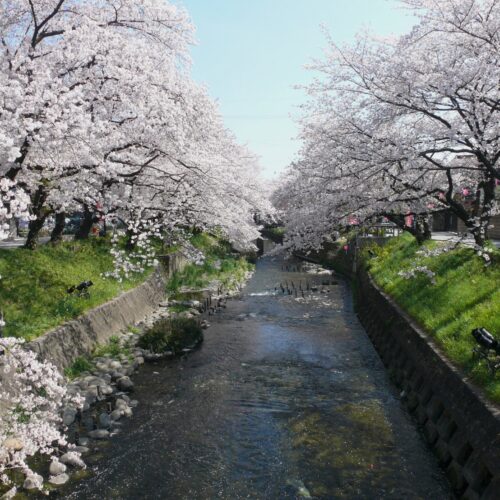 Iwakura Cherry Blossom Festival 2026