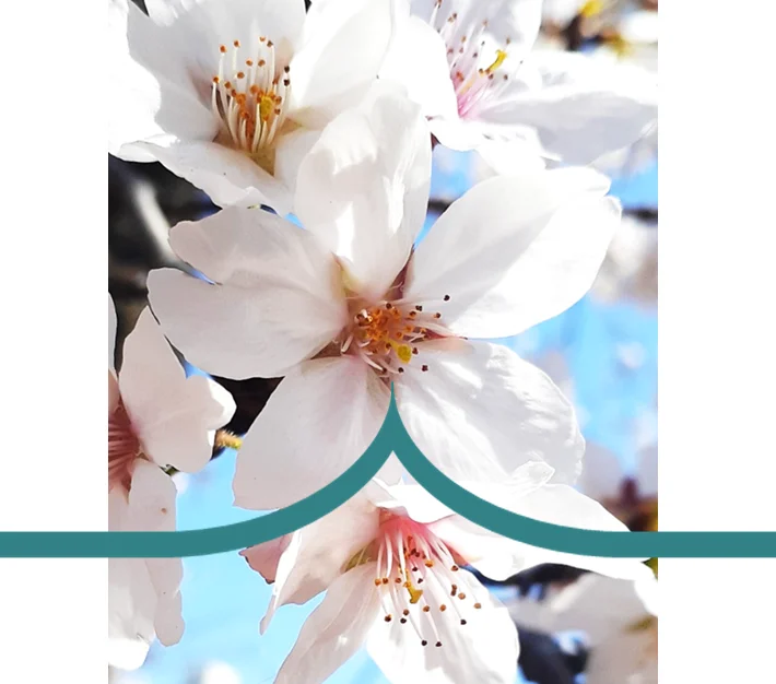 A picture of a cherry blossom with a curved design super imposed